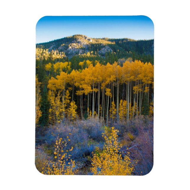 USA, Colorado. Bright Yellow Aspens in Rockies Magnet (Vertical)