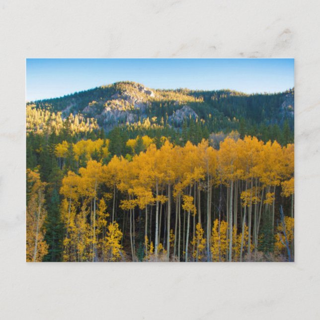 USA, Colorado. Bright Yellow Aspens in Rockies Postcard (Front)
