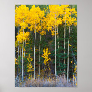 USA, Colorado. Bright Yellow Aspens In Rockies Poster