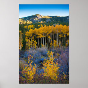 USA, Colorado. Bright Yellow Aspens in Rockies Poster