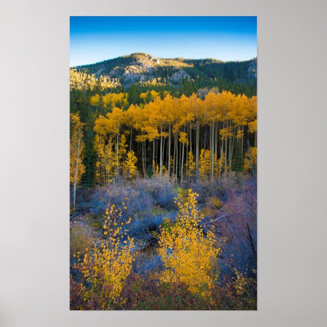 USA, Colorado. Bright Yellow Aspens in Rockies Poster (Front)