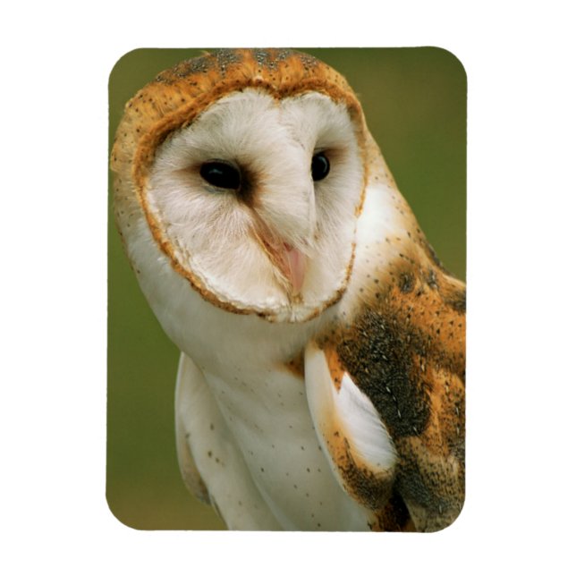USA, Colorado, Broomfield. Barn owl Magnet (Vertical)