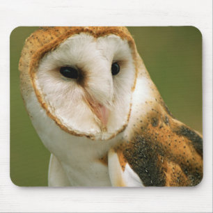USA, Colorado, Broomfield. Barn owl Mouse Mat