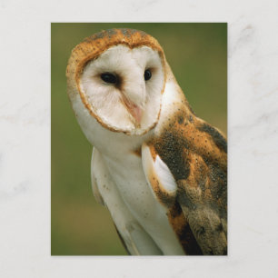 USA, Colorado, Broomfield. Barn owl Postcard