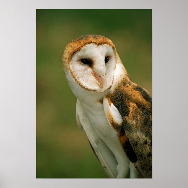 USA, Colorado, Broomfield. Barn owl Poster (Front)