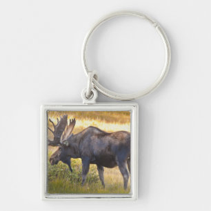 USA, Colorado, Cameron Pass. Bull moose Key Ring