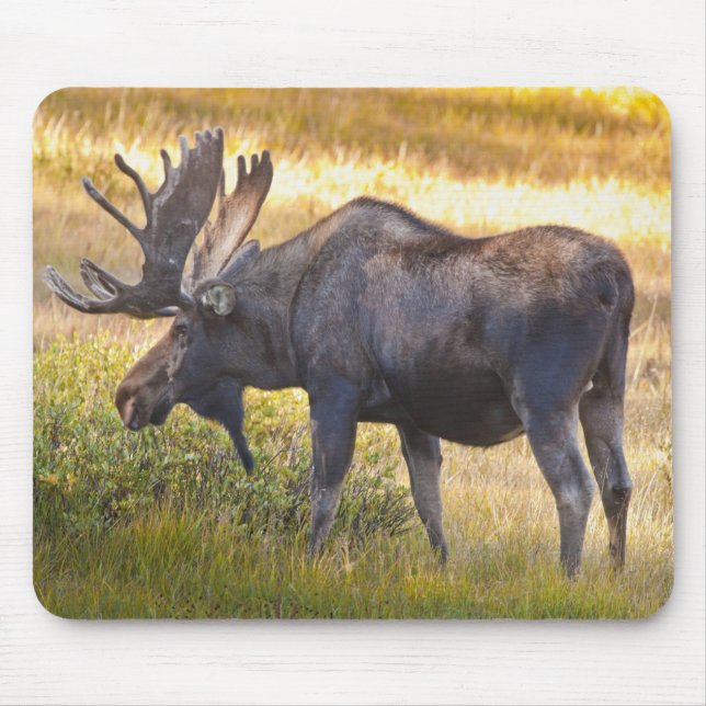 USA, Colorado, Cameron Pass. Bull moose Mouse Mat (Front)