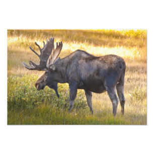USA, Colorado, Cameron Pass. Bull moose Photo Print