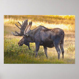 USA, Colorado, Cameron Pass. Bull moose with Poster