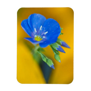 USA, Colorado. Close-up of cranesbill geranium Magnet