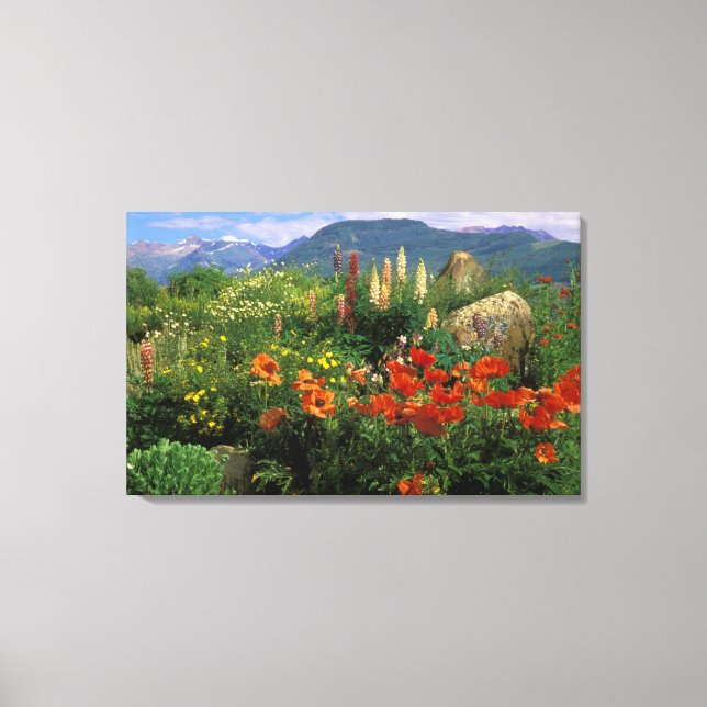 USA, Colorado, Crested Butte. Poppies and lupine Canvas Print (Front)
