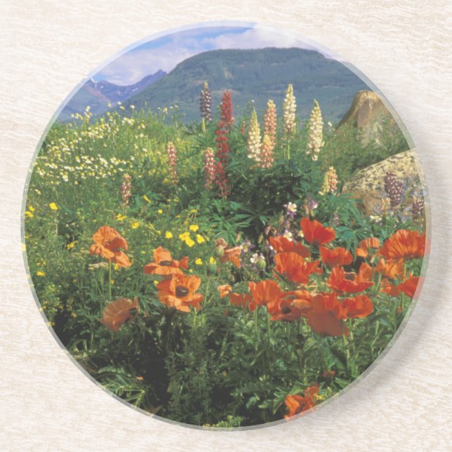 USA, Colorado, Crested Butte. Poppies and lupine Coaster (Front)