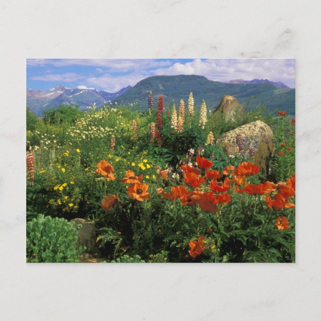 USA, Colorado, Crested Butte. Poppies and lupine Postcard (Front)