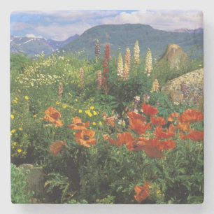 USA, Colorado, Crested Butte. Poppies and lupine Stone Coaster