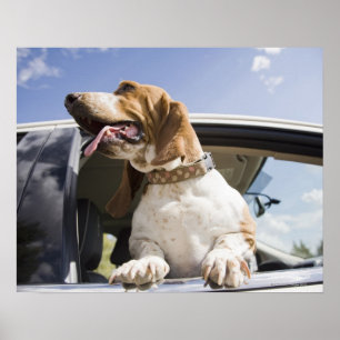 USA, Colorado, dog looking through car window 2 Poster