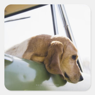 USA, Colorado, dog looking through car window Square Sticker