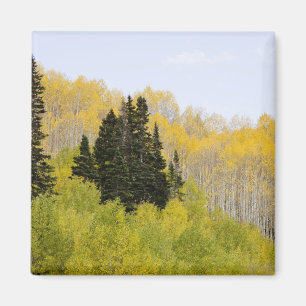 USA, Colorado, Gunnison National Forest, along 2 Magnet