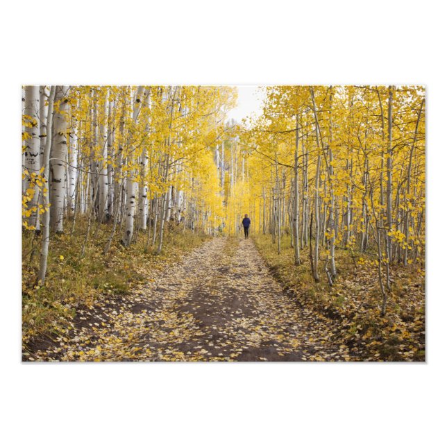 USA, Colorado, Gunnison National Forest near Photo Print (Front)