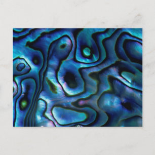 USA, Colorado, Lafayette. Abalone shell Postcard