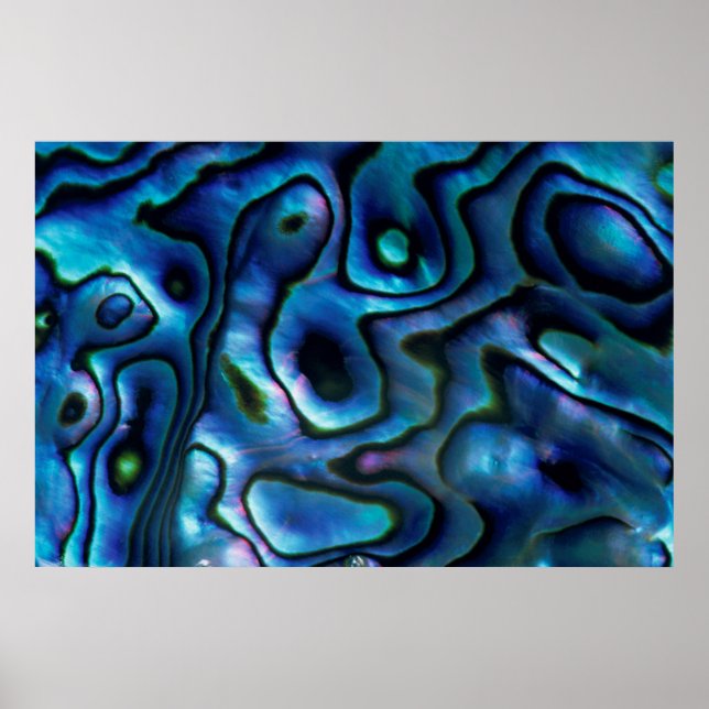 USA, Colorado, Lafayette. Abalone shell Poster (Front)