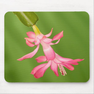 USA, Colorado, Lafayette. Christmas cactus Mouse Mat