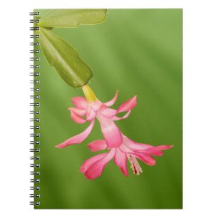 USA, Colorado, Lafayette. Christmas cactus Notebook