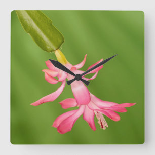 USA, Colorado, Lafayette. Christmas cactus Square Wall Clock