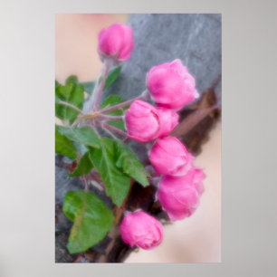 USA, Colorado, Lafayette. Crab apple blossom Poster