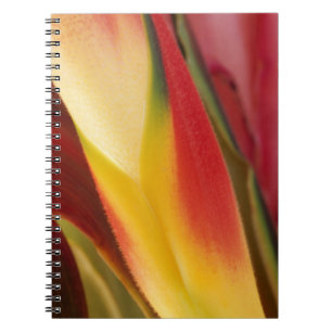 USA, Colorado, Lafayette, heliconia close-up Notebook