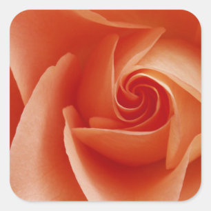 USA, Colorado, Lafayette. Peach rose close-up Square Sticker