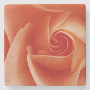 USA, Colorado, Lafayette. Peach rose close-up Stone Coaster