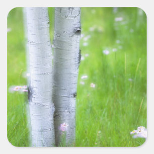 USA, Colorado, Lake City, Aspens and Square Sticker