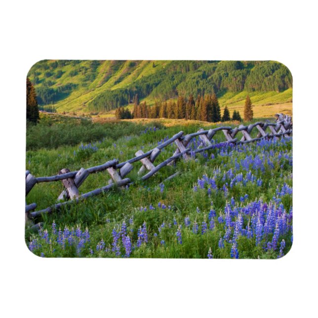 USA, Colorado. Lupines and split rail fence Magnet (Horizontal)