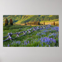 USA, Colorado. Lupines and split rail fence