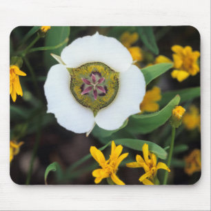 USA, Colorado. Mariposa tulip Mouse Mat