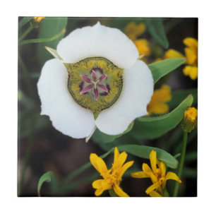 USA, Colorado. Mariposa tulip Tile