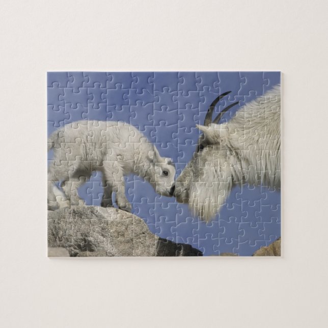 USA, Colorado, Mount Evans. Mountain goat mother Jigsaw Puzzle (Horizontal)