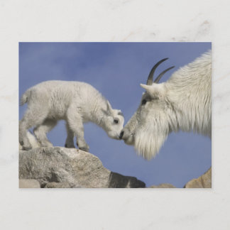 USA, Colorado, Mount Evans. Mountain goat mother Postcard
