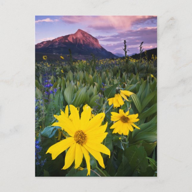 USA, Colorado, Mt. Crested Butte Postcard (Front)