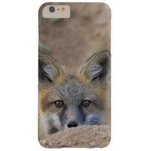 USA, Colorado, Pike National Forest. Shy red fox Barely There iPhone 6 Plus Case