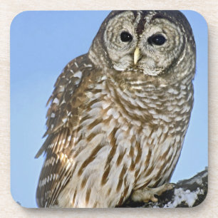 USA, Colorado. Portrait of barred owl perched Coaster