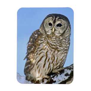 USA, Colorado. Portrait of barred owl perched Magnet