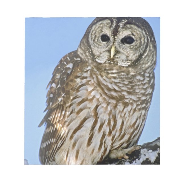 USA, Colorado. Portrait of barred owl perched Notepad (Front)