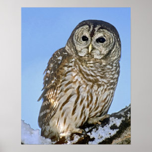 USA, Colorado. Portrait of barred owl perched on Poster