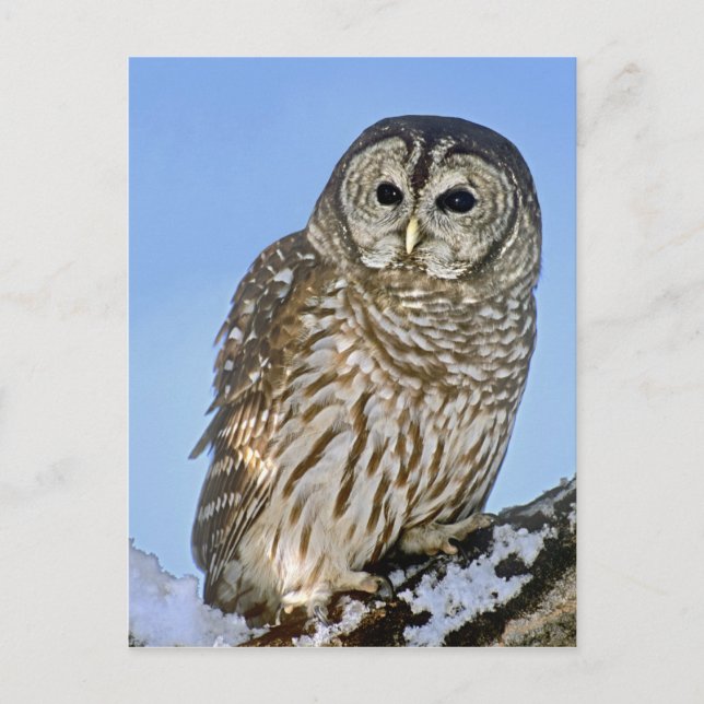 USA, Colorado. Portrait of barred owl perched Postcard (Front)