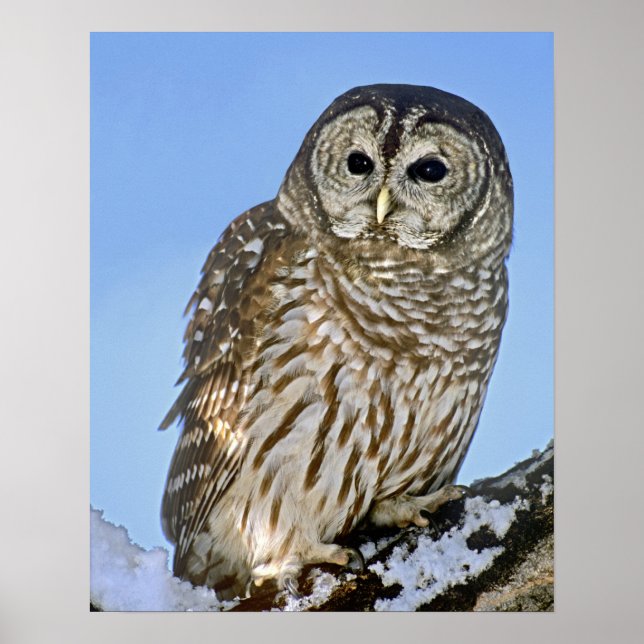 USA, Colorado. Portrait of barred owl perched Poster (Front)