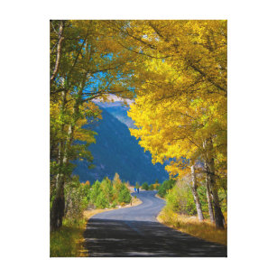 USA, Colorado. Road Flanked By Aspens Canvas Print