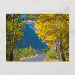 USA, Colorado. Road Flanked By Aspens Postcard
