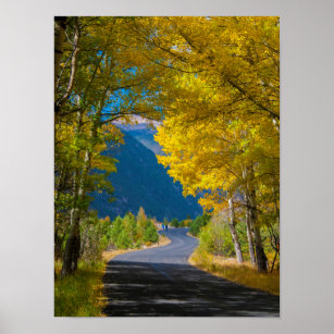 USA, Colorado. Road Flanked By Aspens Poster