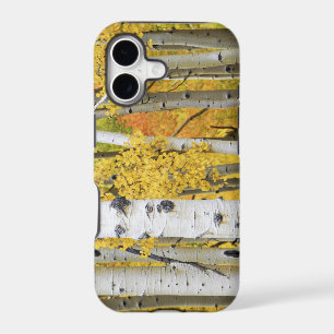 USA, Colorado, Rocky Mountains. Intimate aspen